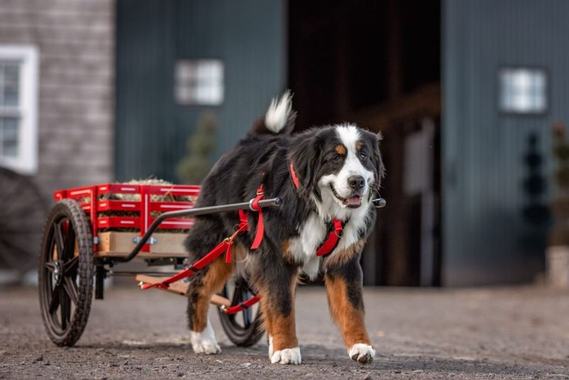 Bernese Mountain Dogs: The Draft Animals