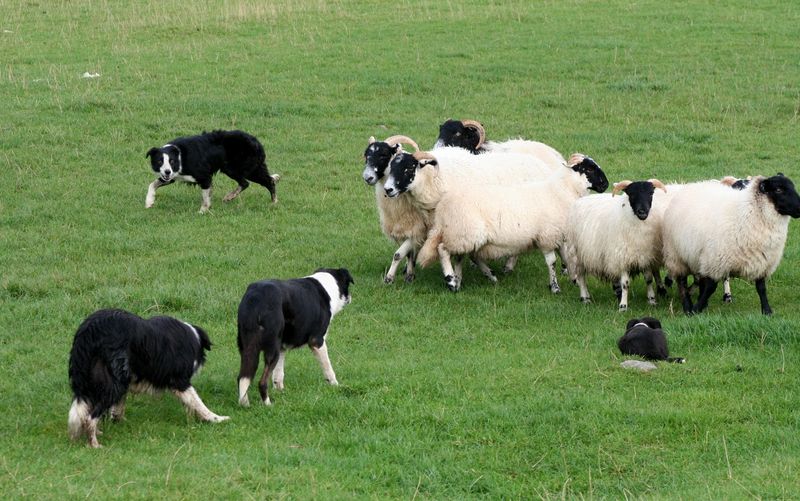 Border Collie