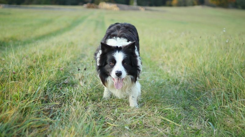 Border Collie