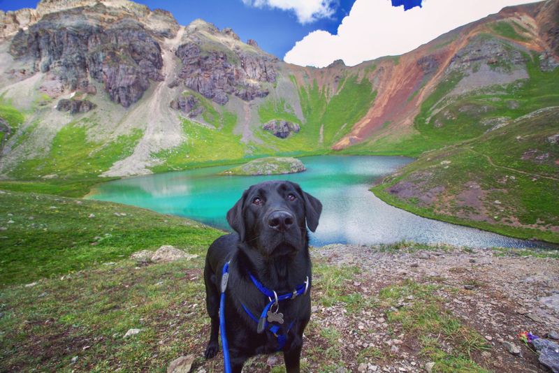 Labrador Retriever's Versatile Vitality