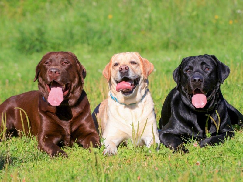 Labrador Retriever