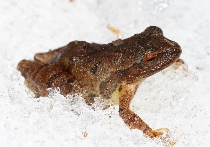 Spring Peepers