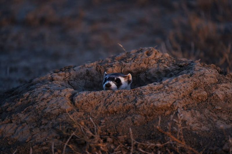 Black-Footed Ferret