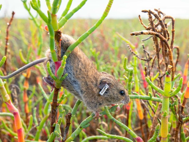 Salt Marsh Harvest Mouse