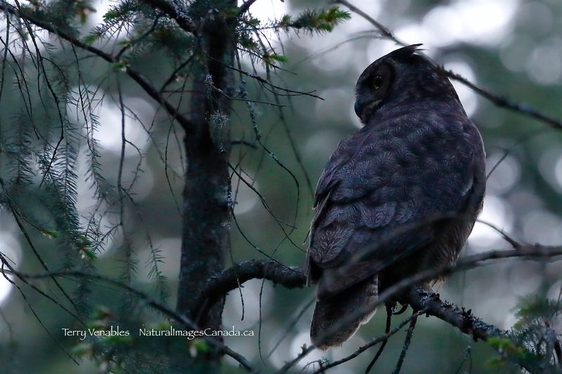 Nature’s Soundless Flyer