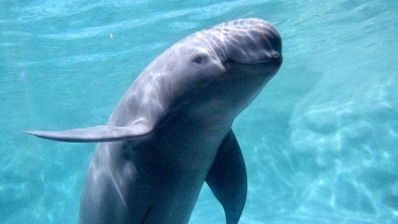 Fading Song: Yangtze Finless Porpoise