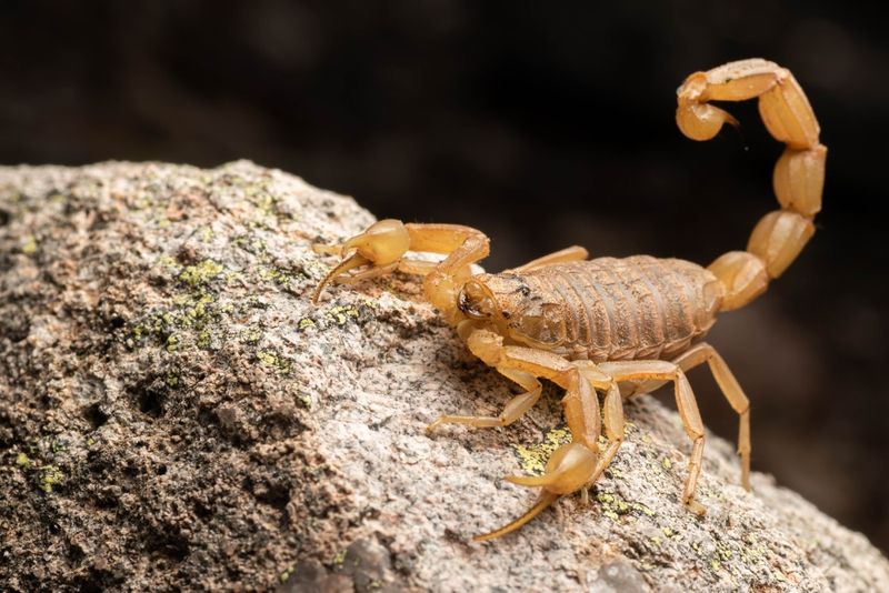Hairy Hunters: Arizona Bark Scorpions