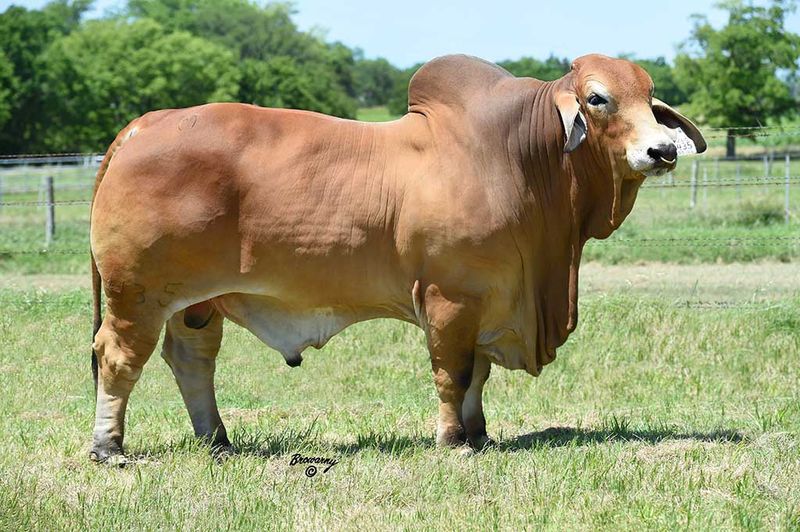 Brahman