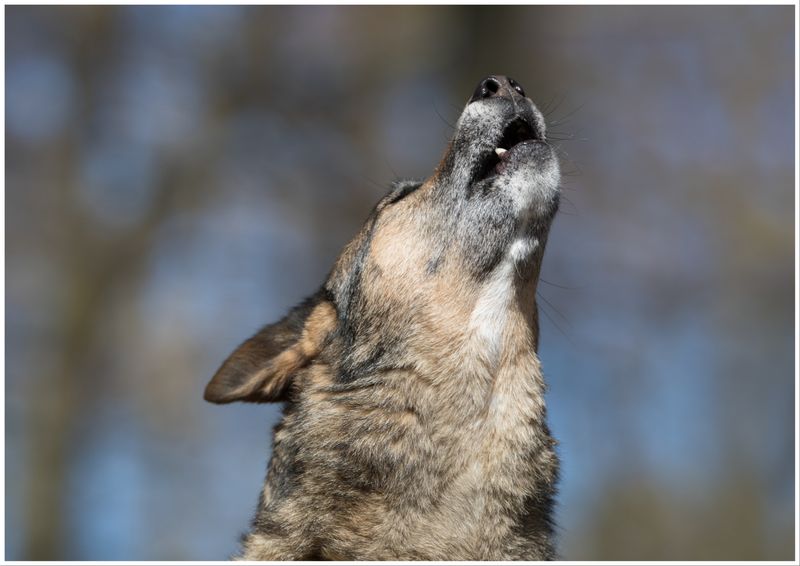 Howling Habits