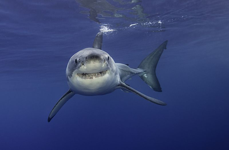 Great White Shark