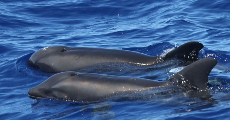 Cows And Dolphins