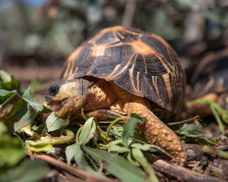 Herbivorous Diet