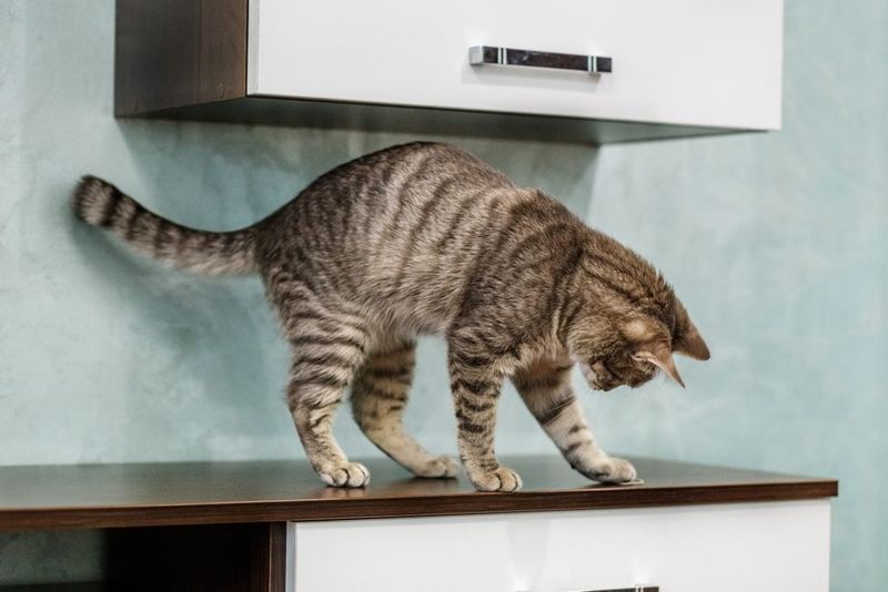 Knocking Things Off Shelves