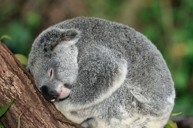 Curling Up In A Cozy Ball