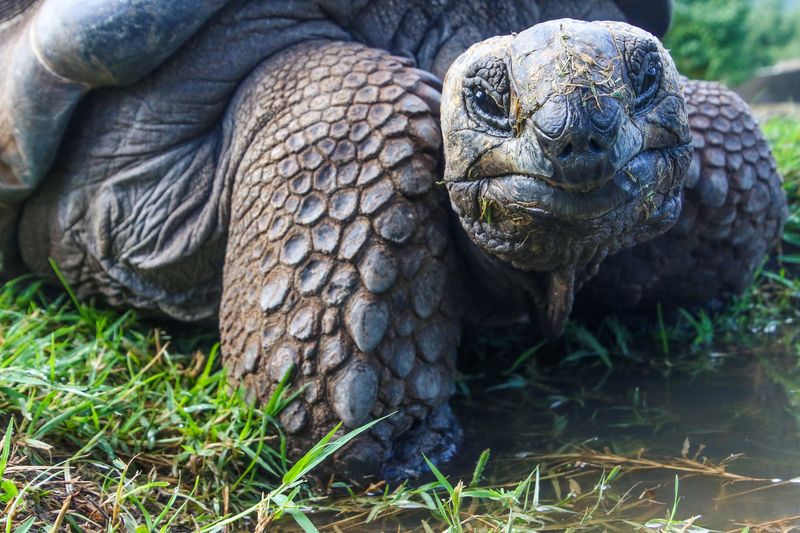 The Tortoise And The Hare