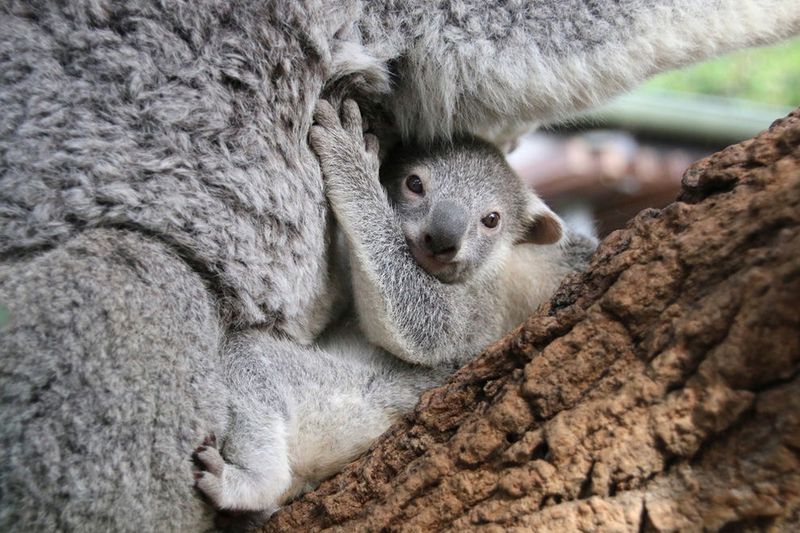 Journey To The Pouch