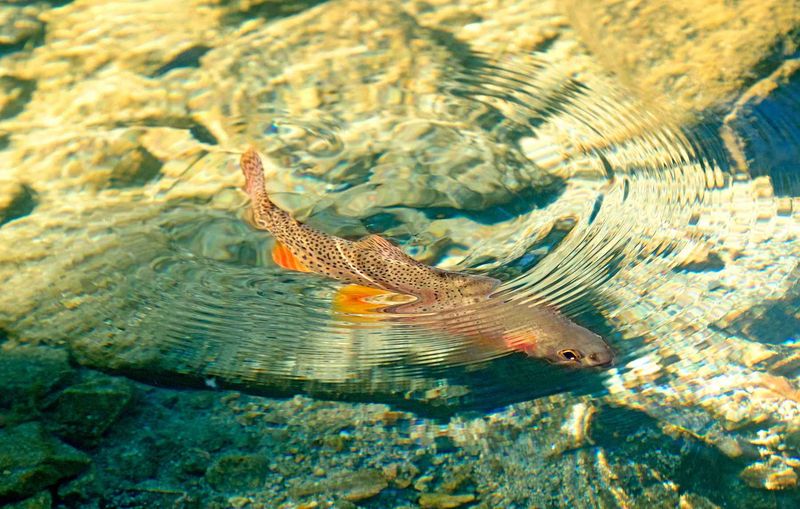 Yellowfin Cutthroat Trout