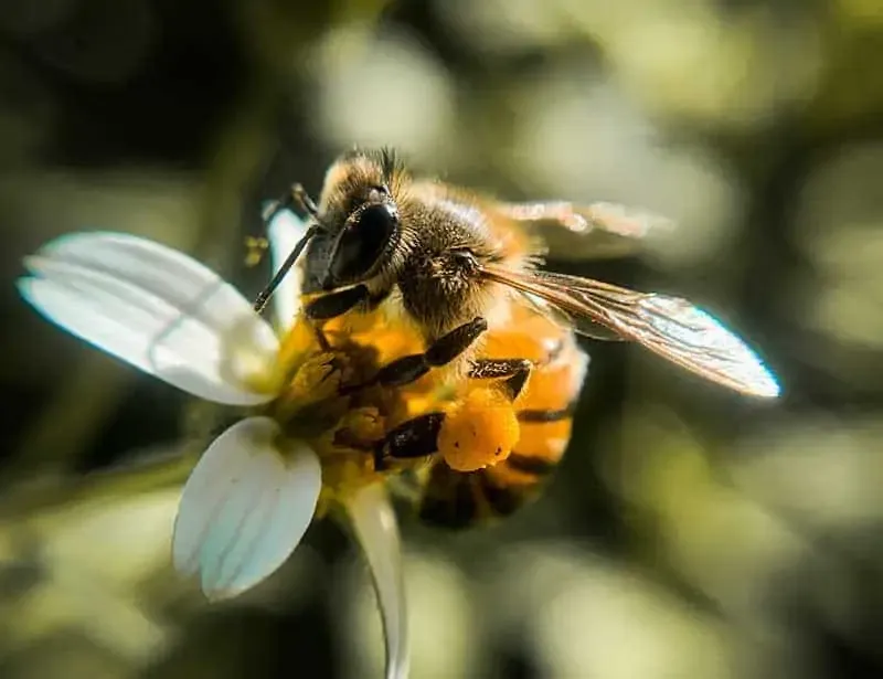 Bee
