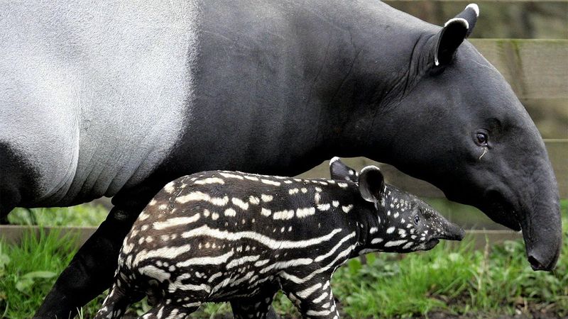 Ancient Creatures With A Twist