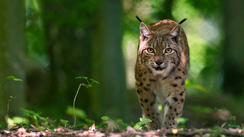 Lynxes Are Just Big House Cats