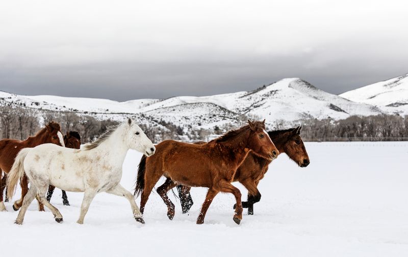 Winter Grazing Spots