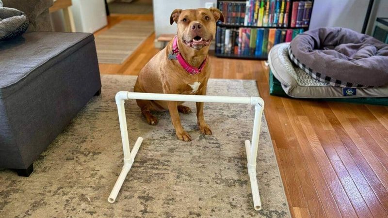 DIY Obstacle Courses