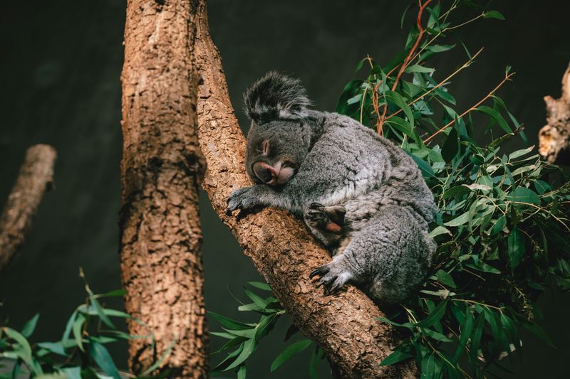 Cuddling Up For Naps