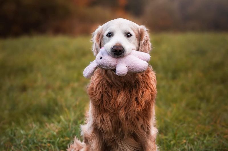 Therapy Animals