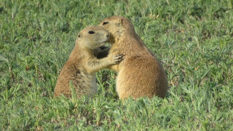Prairie Dog Communication Research