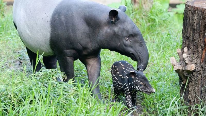 Gentle Giants
