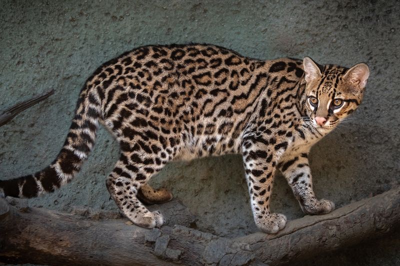Spectacular Spotted Coats