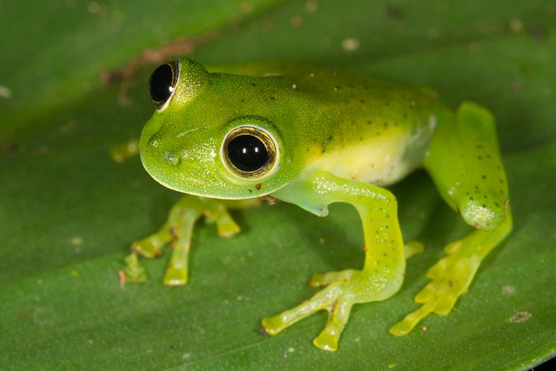 Glass Frog