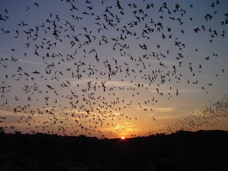 Some Bats Migrate Long Distances