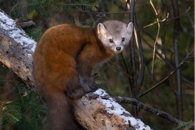 American Marten