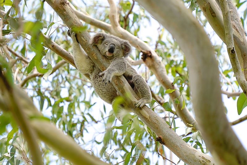 Record-Breaking Habitat Restoration
