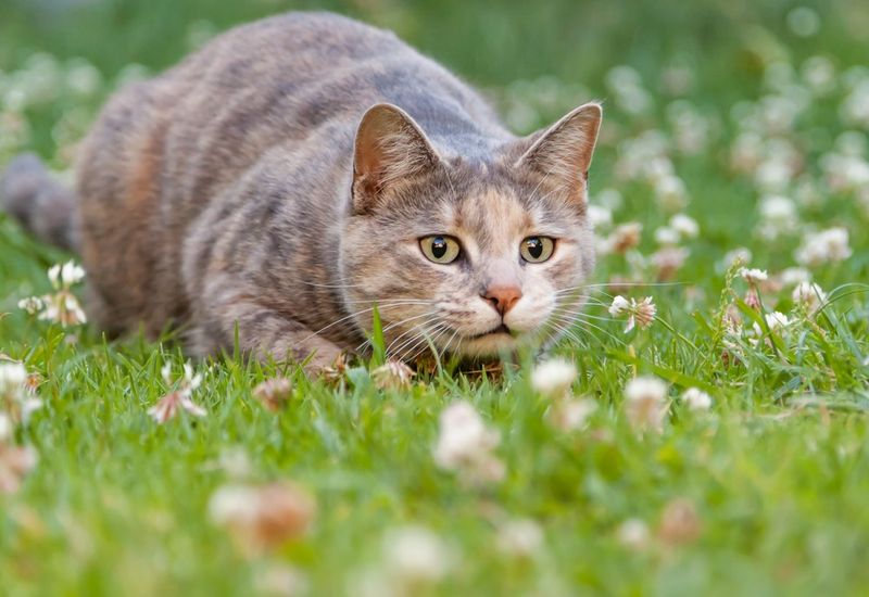 Hunting Instincts