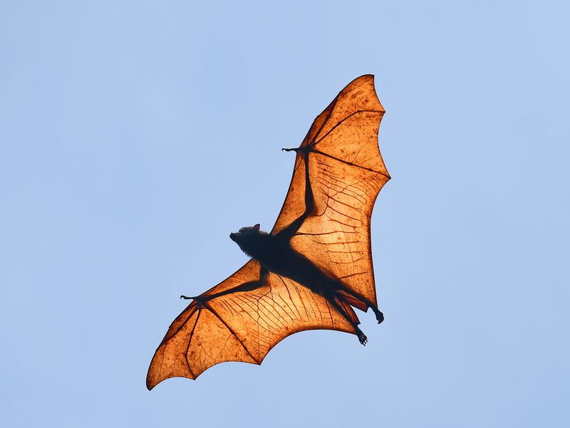 Borneo's Spotted Giants