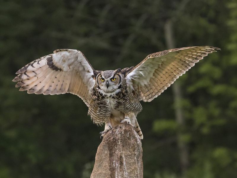 Great Horned Owl