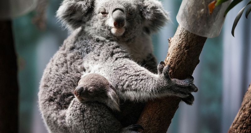 They're Born Without The Koala 'Nose'