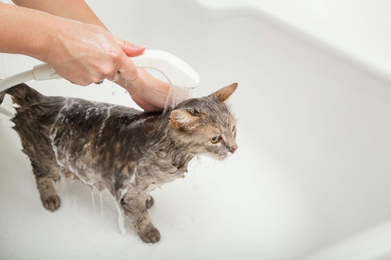 Bathing Techniques For Reluctant Cats