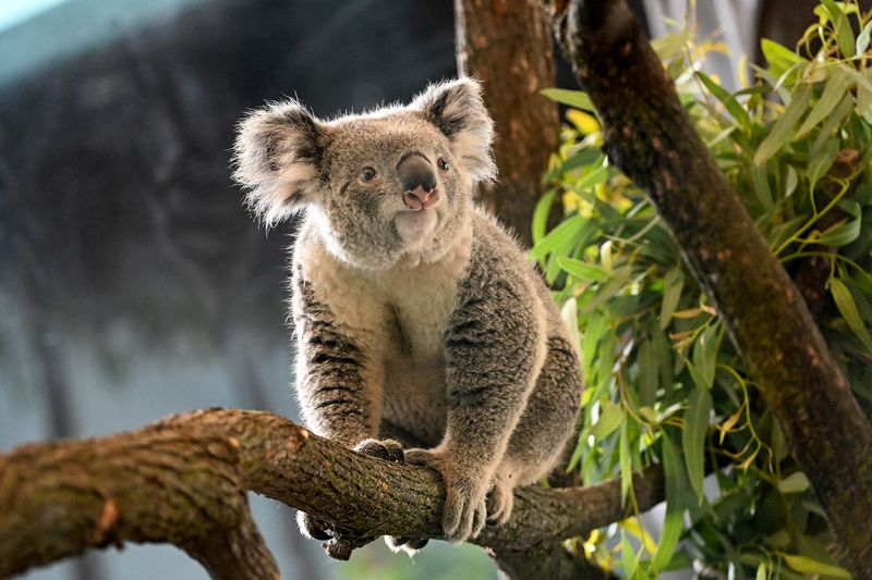 Adopt-A-Koala Program Launches