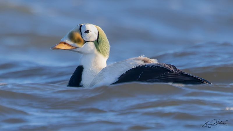 Spectacled Eider