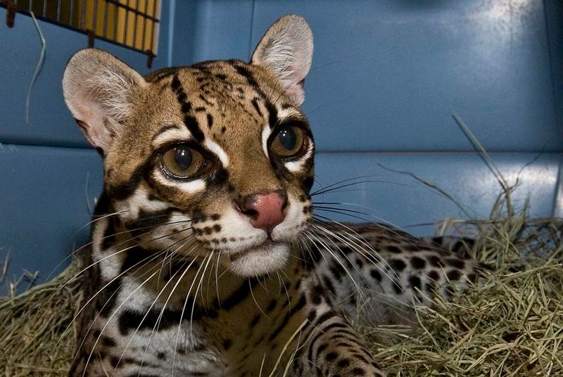 Endangered Beauty