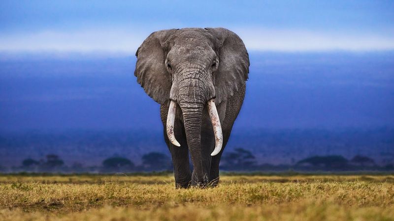 African Elephant