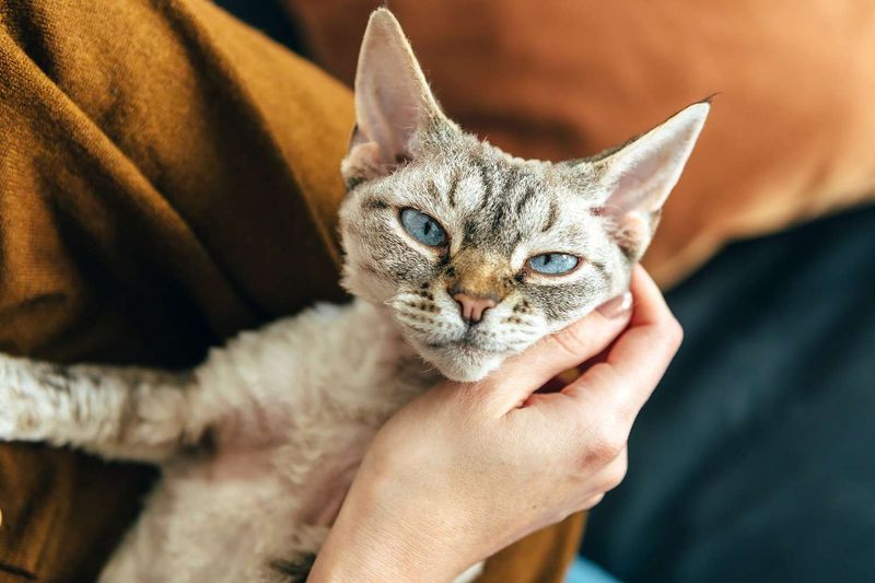 Devon Rex
