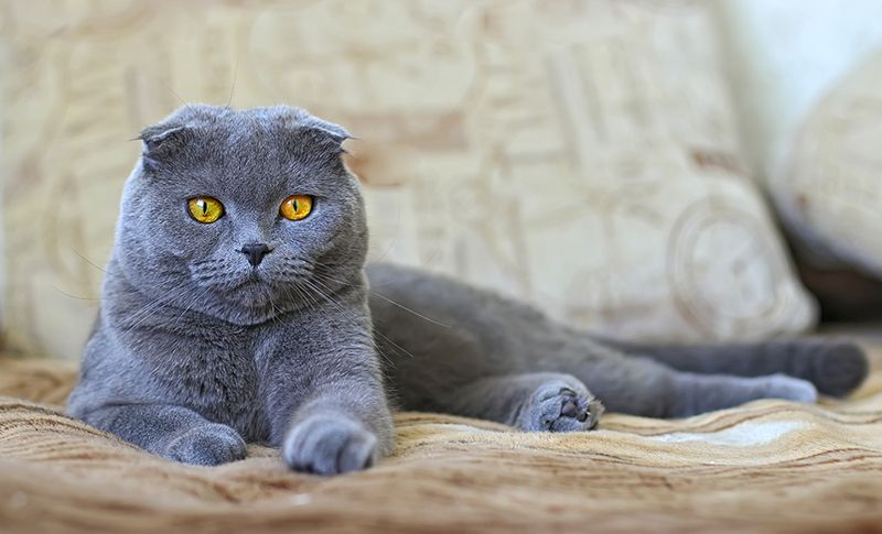 Scottish Fold