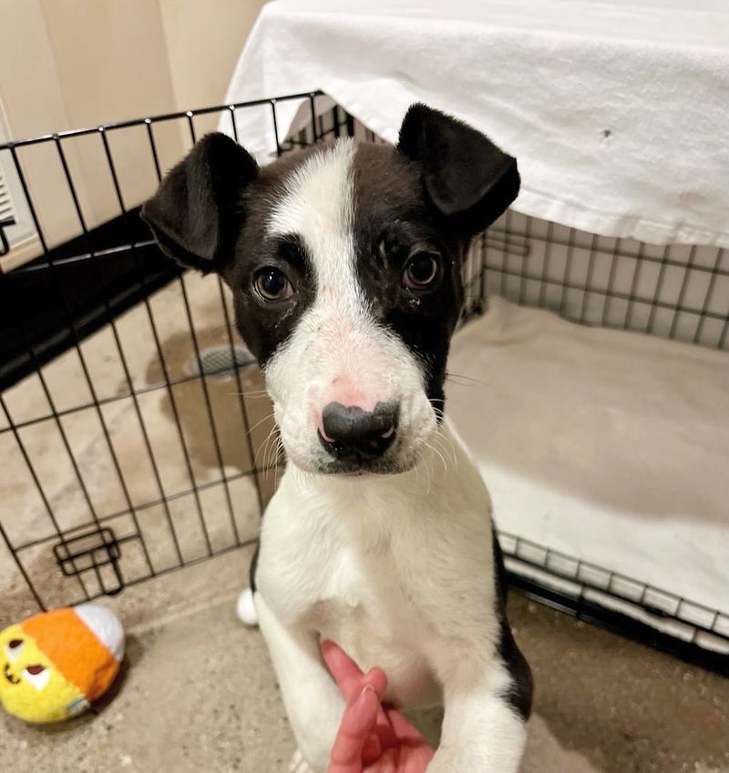 Sponsor An Animal