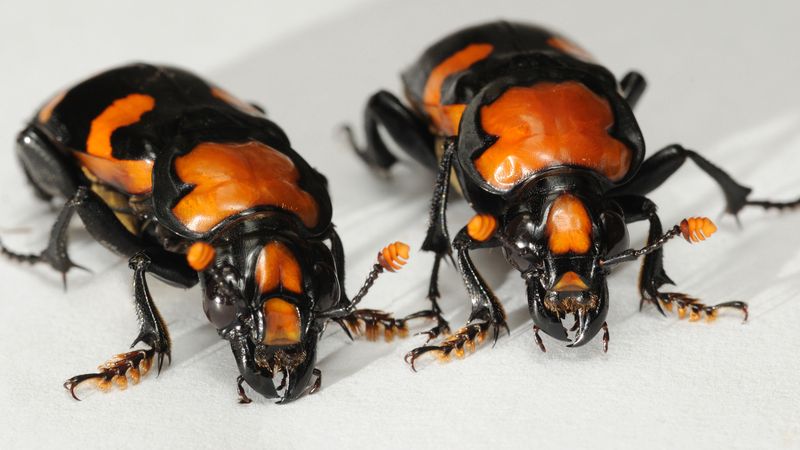 American Burying Beetle