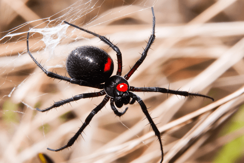 Venomous Vagrants: Black Widow Spiders