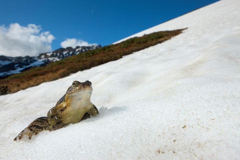 European Common Frog